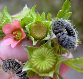   Fruits:   Modiola caroliniana ; Photo by F. Starr and K. Starr, Starr Environmental
